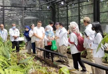 Dari Rafflesia hingga Nepenthes, BRIN Temukan Beragam Flora Baru Indonesia