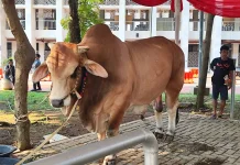Sapi Kurban Jenis Brahman 1,1 Ton Milik Wapres Gibran Tiba di Masjid Istiqlal