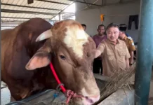 Presiden Prabowo Kurban Sapi Limosin 1,2 Ton untuk Warga Kota Bekasi