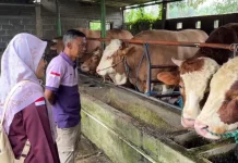 Ketahui Jenis-Jenis Sapi Bantuan Presiden Prabowo untuk Iduladha 2026