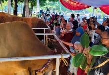Warga Antusias Saksikan Sapi Kurban Presiden-Wakil Presiden di Masjid Istiqlal