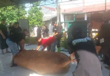 Warga Kayuringin Bekasi Senang dapat Sapi Kurban Menteri KKP Seberat 1 Ton