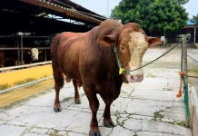 Inilah "Reymon", Sapi Kurban dari Presiden Prabowo untuk Warga Depok