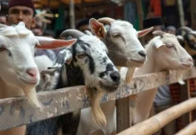 Simak 8 Perayaan Iduladha dari Berbagai Negara