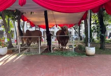 Menag Pimpin Langsung Penyembelihan Sapi Kurban Presiden Prabowo di Istiqlal
