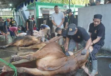 Iduladha Tahun ini, Posko Haji Lulung Potong 27 Sapi, 7 Kambing