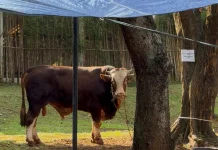 Daging Kurban Sebaiknya Tak Dibungkus Plastik Hitam, Ini Alasannya