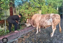 Sapi Kurban Presiden Adalah  Bantuan Pemerintah kepada Rakyat