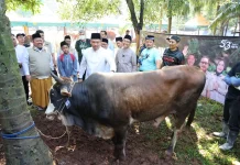 Wamentan: Stok Hewan Kurban Nasional Surplus