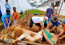 Wajib Tahu, Ini Sederet Dampak Limbah Kurban Terhadap Lingkungan