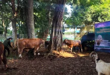 Umat Muslim Perlu Tahu, Ini Batas Waktu Penyembelihan Hewan Kurban