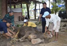 Jangan Abaikan Dampak Limbah, Ini Hal yang Harus Diperhatikan Petugas Kurban