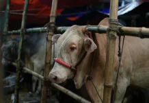 Pengamat Lingkungan UGM Ingatkan Limbah Kurban dapat Cemari Sungai