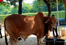 Jadi Primadona Kurban Iduladha, Ini Perbedaan Sapi Limosin, Simental, dan Brahman