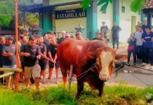 Warga Gejayan Sleman Antusias Sambut Sapi Kurban Jumbo Bertuliskan TIW
