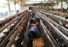 BGN Instruksikan SPPG Beli Telur Langsung dari Peternak