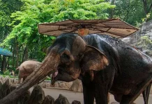 Insiden di Kandang Gajah, Anggota DPRD DKI Minta Ragunan Perkuat Pengawasan