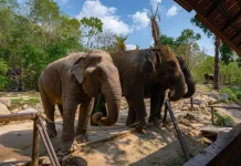 Usai Insiden Kandang Gajah, Ragunan Diminta Tambah Petugas