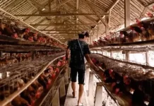 Terancam Bangkrut, DPR Dorong Pemerintah Pikirkan Nasib Peternak Ayam Petelur