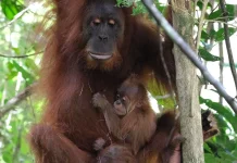 Lahir di Alam Liar, Bayi Orangutan Hasil Rehabilitasi di Aceh
