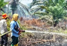 BPBD: Karhutla di Nagan Raya Aceh Meluas hingga 60 Hektare