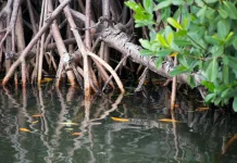 Shopee dan BenihBaik Pulihkan Mangrove Pesisir Jakarta