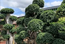 Garden Center Surabaya Hadir sebagai Kebun Tanaman Hias Terbaik untuk Taman