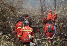 Manggala Agni Lanjutkan Pemadaman Karhutla 108 Hektare di Pulau Rupat