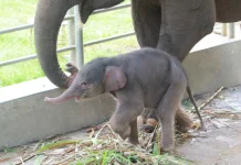 Lahirkan Anak Gajah, Taman Lembah Hijau Tambah Populasi Gajah Sumatra