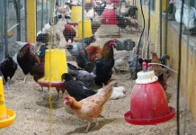 Pemerintah Kawal Pemulihan Harga Ayam Peternak Rakyat