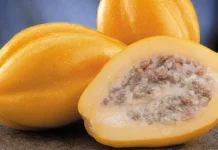 Mengenal Carica, Buah Khas Dieng yang Tumbuh di Negeri Awan