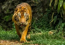 Masuk ke Ragunan Gratis, Hanya Menunjukan KTP DKI Jakarta