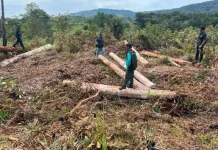 Kemenhut Bongkar Modus Penimbunan Kayu Bulat di Sumut