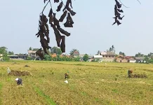 Musim Kemarau, Dinas Pertanian Bekasi Antisipasi Gagal Panen akibat Kekeringan