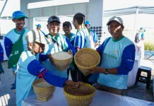 Jember Didorong Jadi Lumbung Pangan Melalui MIRAVIS Duo