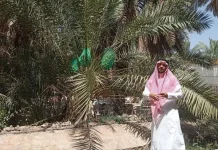 Menengok Kebun Kurma di Madinah yang Memikat Jemaah Dunia