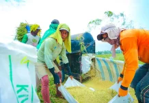 Produksi Beras Nasional Cetak Rekor Saat Dunia Alami Penurunan