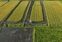 Produksi Padi Merauke Naik 66 Persen pada 2025