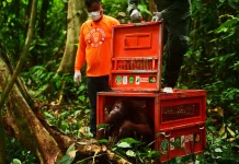 Tiga Orangutan Hasil Rehabilitasi Dilepasliarkan ke Hutan Kalimantan Timur
