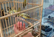 Belasan Satwa Burung Dilindungi Gagal Diselundupkan Lewat KM Ciremai