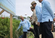 Mentan: Produksi Beras Indonesia Peringkat Keempat Dunia Versi FAO