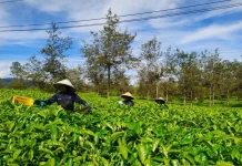 Pupuk Bersubsidi Terjaga, Mentan: Kunci Produksi Beras Indonesia Terus Meningkat