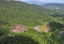 Kemenhut Ungkap Perambahan Hutan Lindung di Luwu Timur