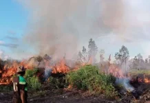 El Niño 2026 Status Kuat, BMKG Waspadai Wilayah Jawa hingga Papua Selatan