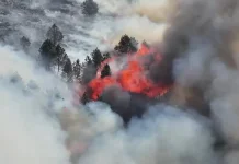 Gelombang Panas di Eropa Picu Kebakaran Hutan di Prancis, Yunani, dan Spanyol