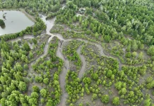 Pemerintah Dorong Rehabilitasi Mangrove Berbasis Ekologi guna Pulihkan Pesisir