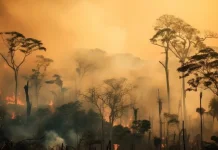 Kebakaran Hutan Hanguskan 700 Hektare di Prancis, Ratusan Warga Dievakuasi
