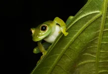 Spesies Baru Katak Semak Ditemukan di Lereng Gunung Merapi