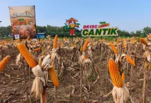 Kemenko Pangan-Bayer Perkuat Ketahanan Pangan lewat Inovasi Benih Jagung Hibrida
