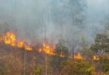 Kebakaran Hutan di Prancis Meluas, 12.000 Warga Dievakuasi